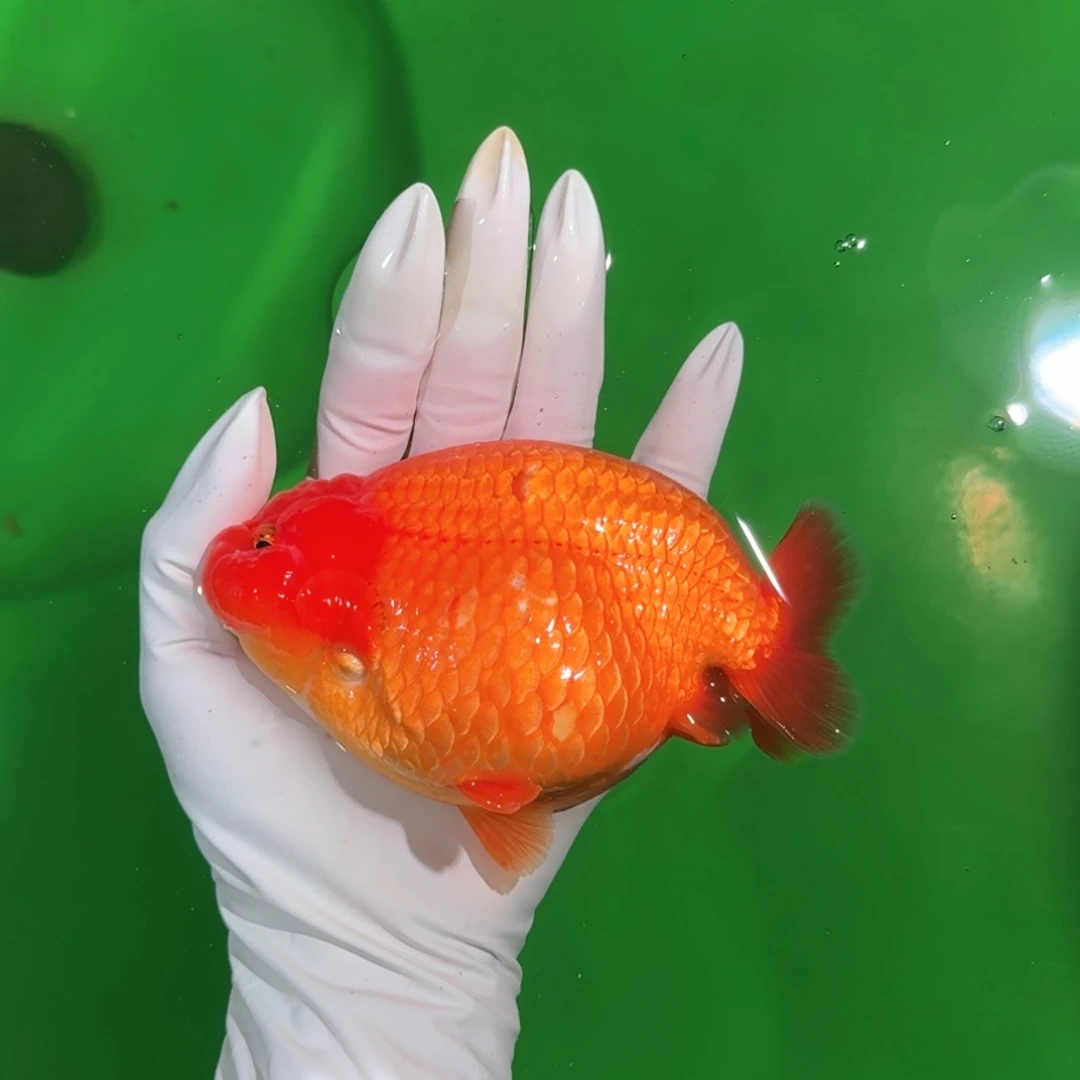 金鱼类不分公母13