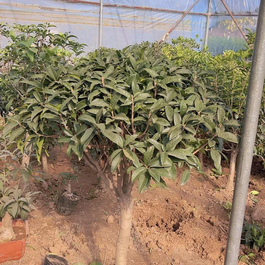 当前无花栽培后可以开花清*