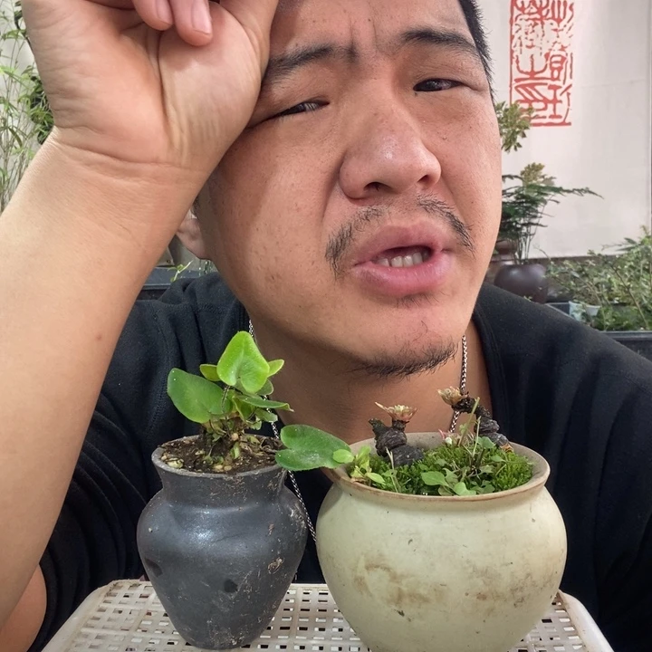 以实际为准盆景盆栽绿植75