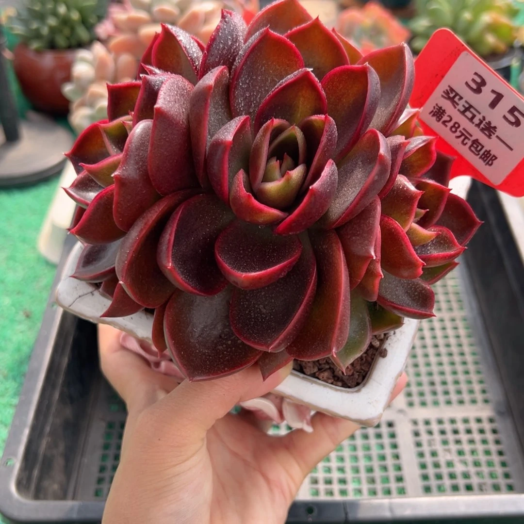 表妹精品多肉植物315.