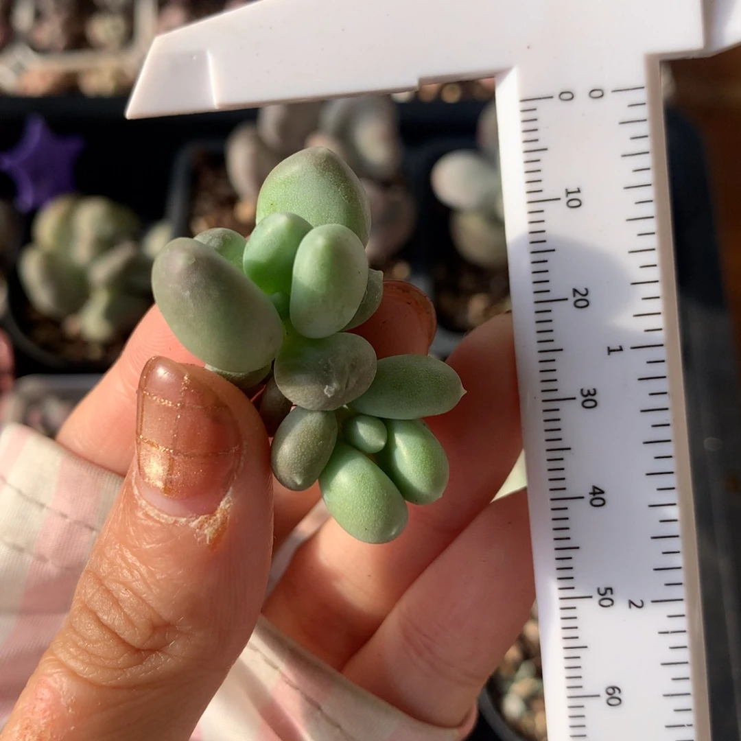 小屁桃小屁桃哈哈哈