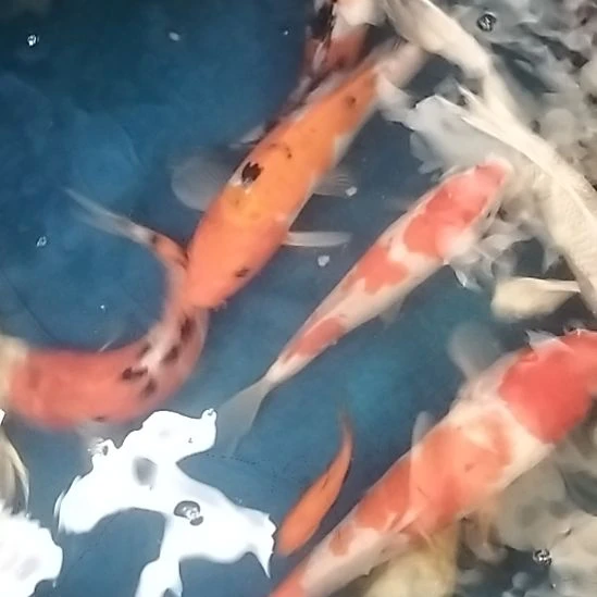锦鲤一条锦鲤29.9随便挑不包邮