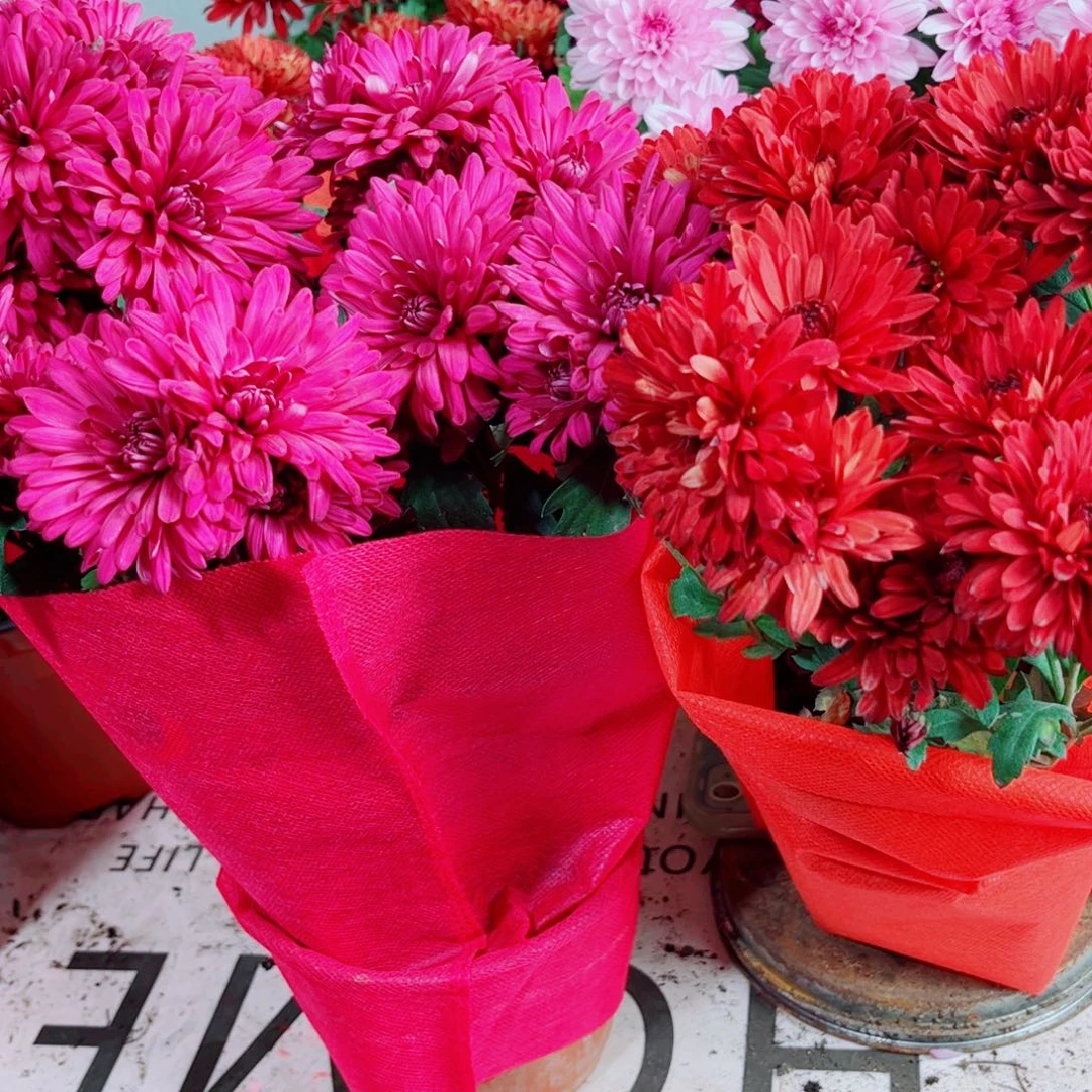 全部花苞2盆红色紫色