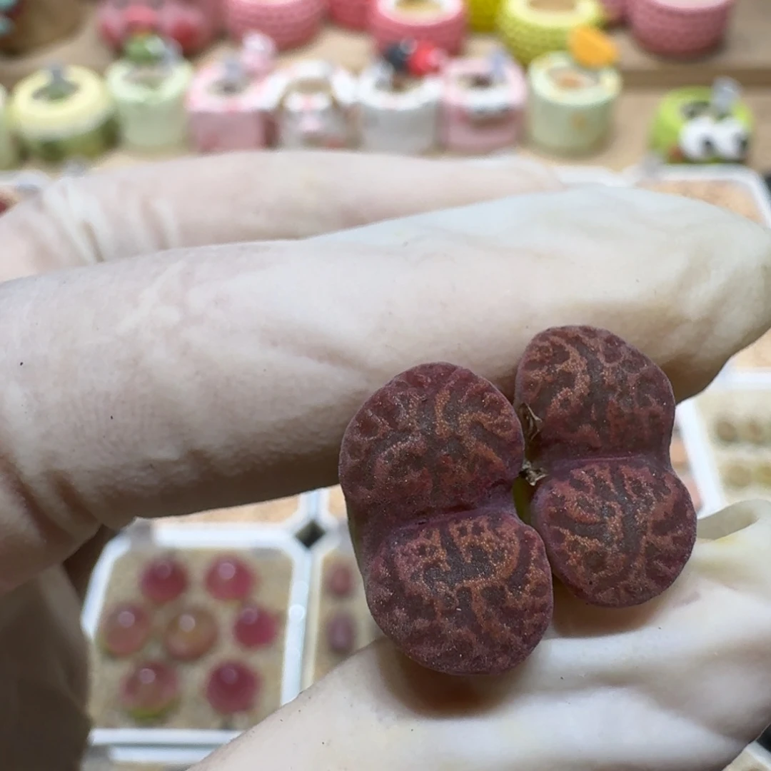 玻***鱼0718-05肉锥肉锥肉锥