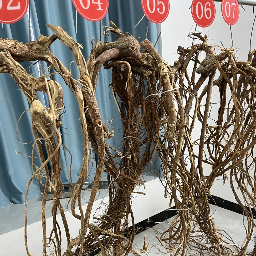 （整颗干货）深山野生五指毛桃买一拍一