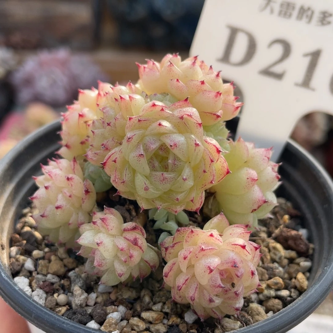 216 麦秆群 6.5厘米