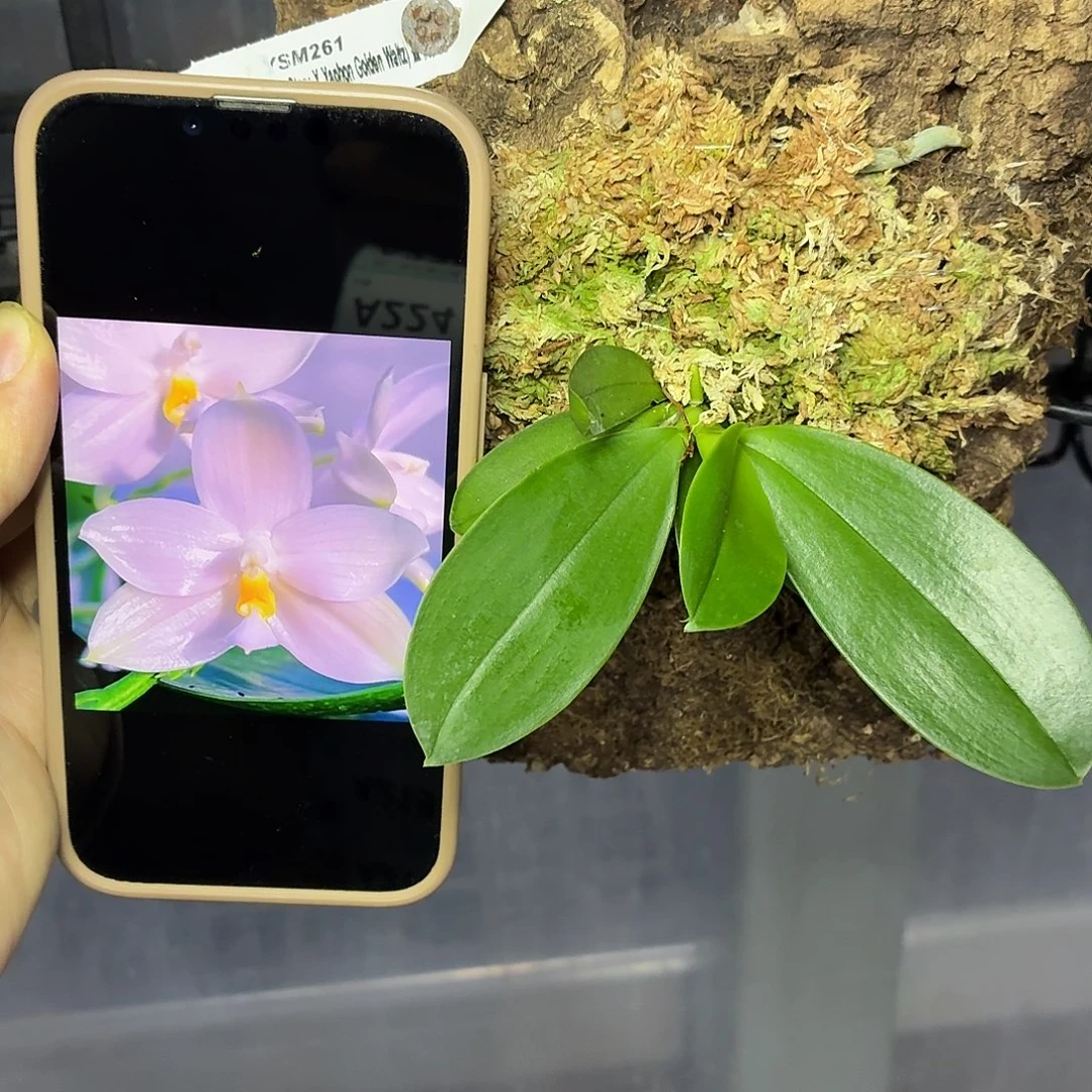 当前无花栽培后可以开花A215板植极光