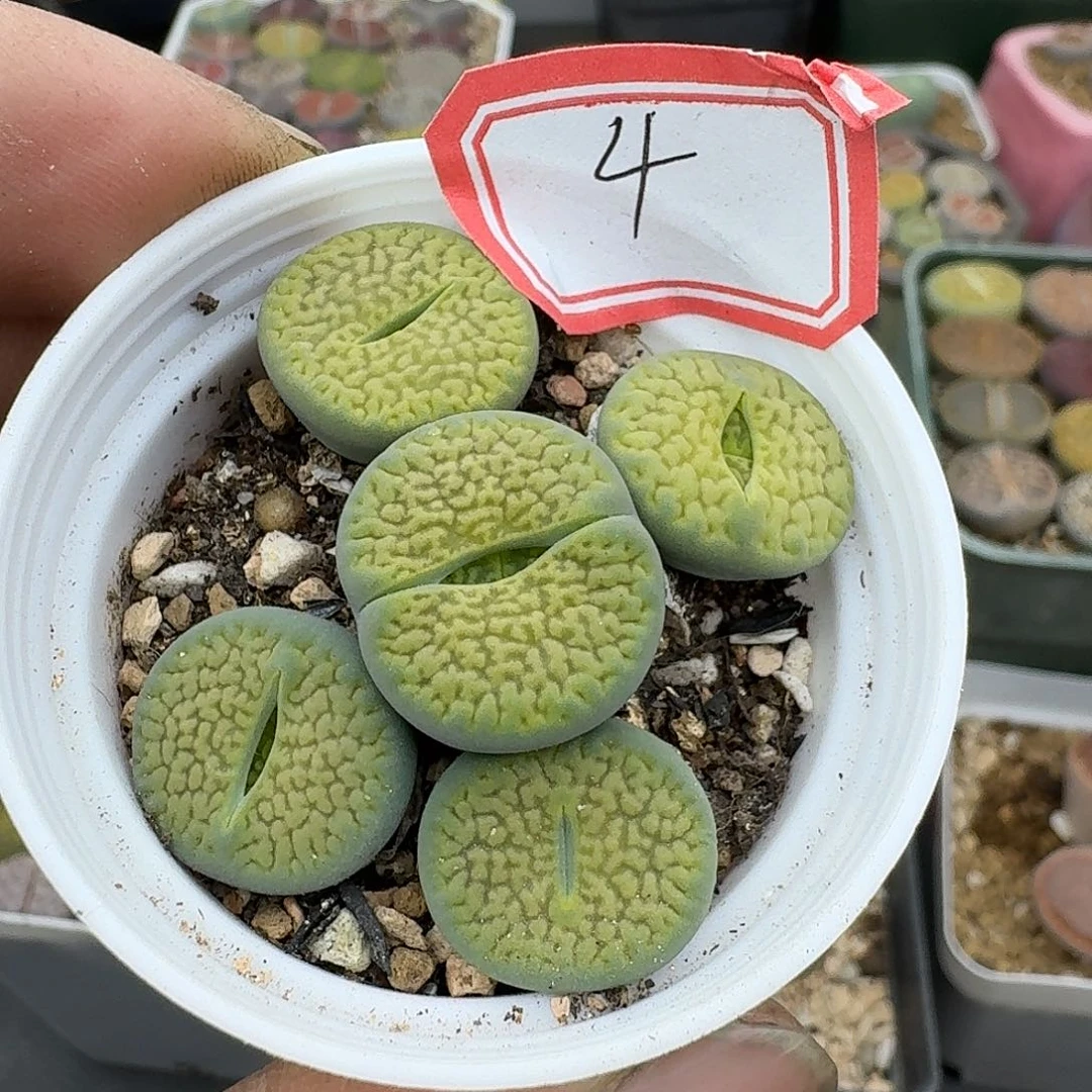 4绿富贵多肉哈哈哈哈哈哈哈