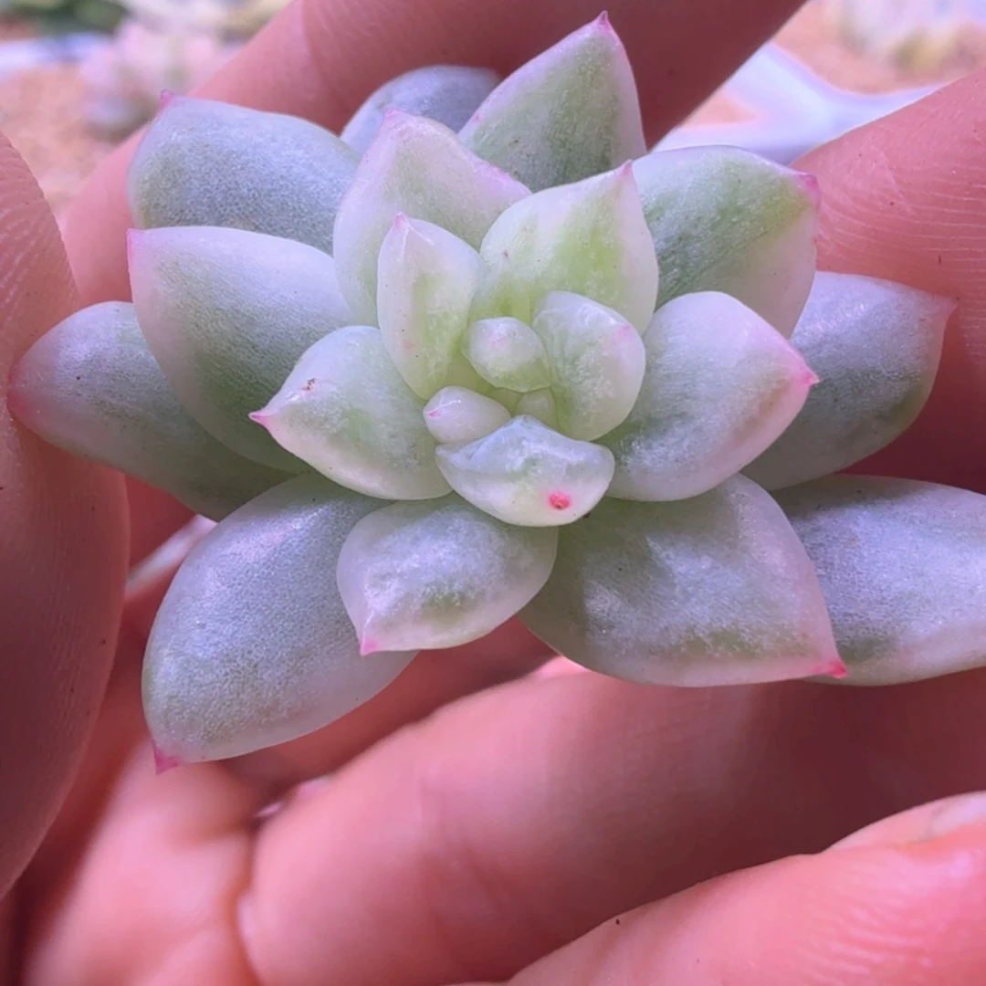 冰月亮锦 多肉植物