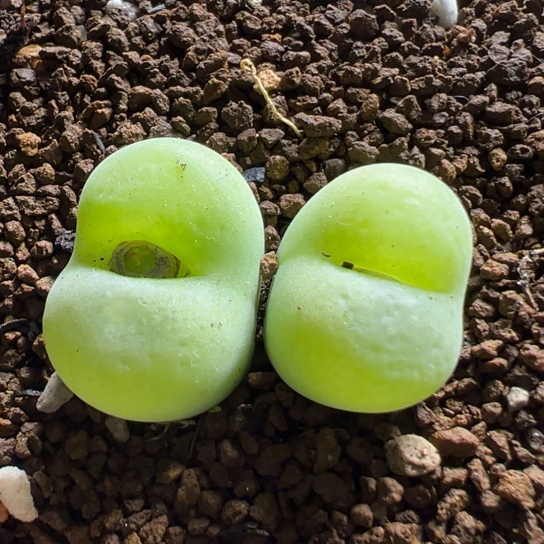 100多肉植物猜了翠光