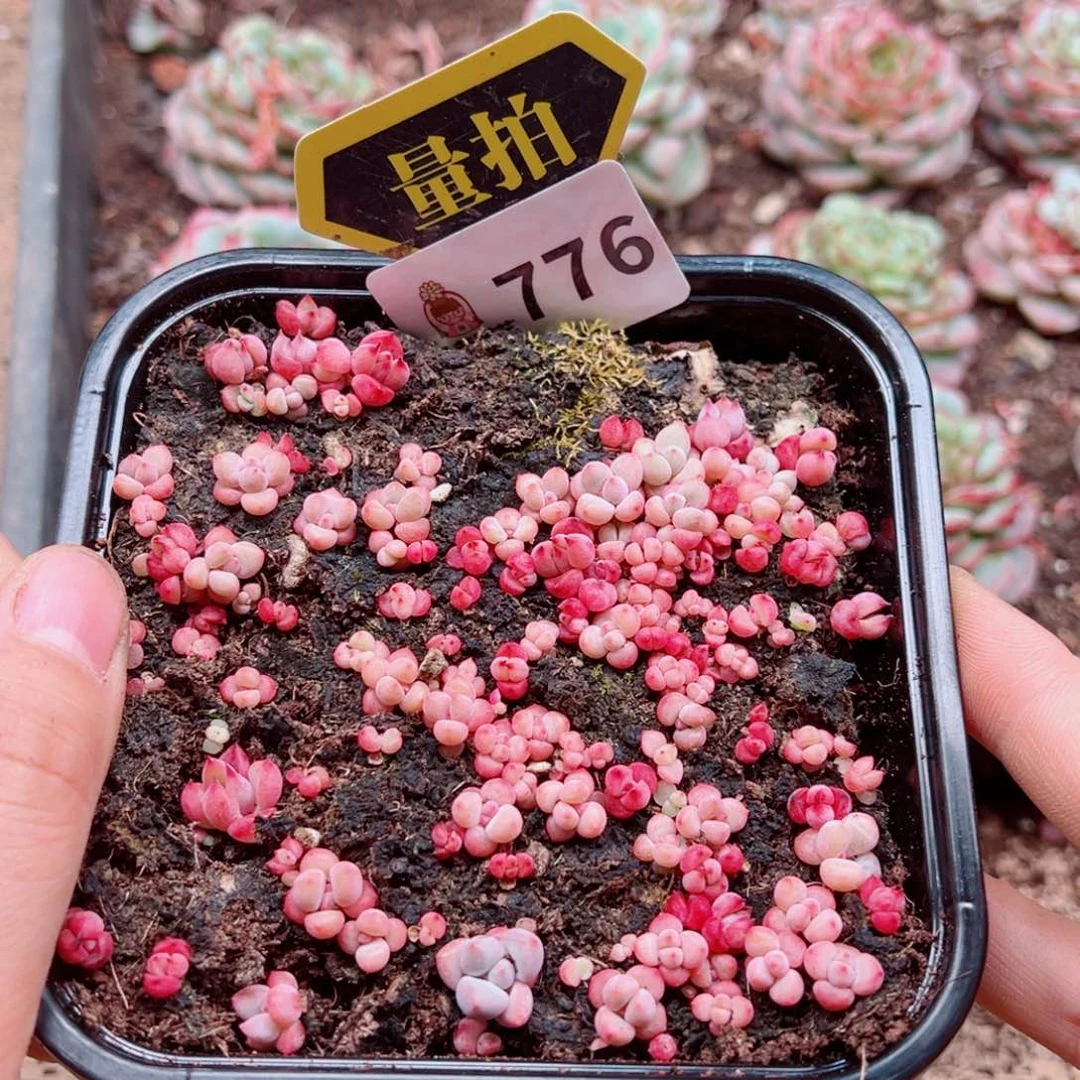 多肉植物多肉植物
