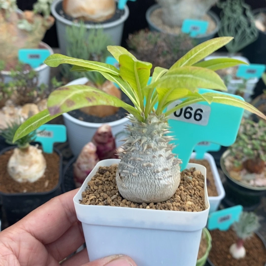 慧比大黑多肉植物