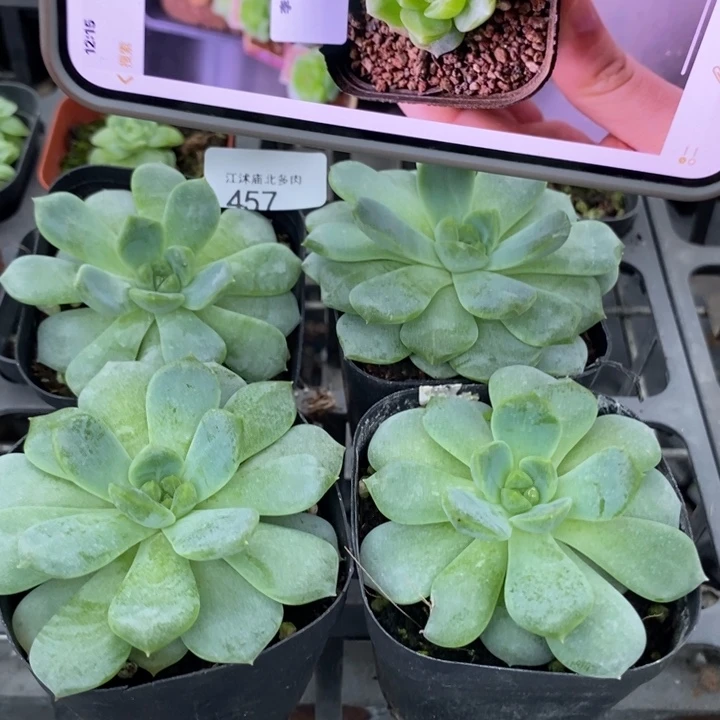 标457甜心883一个量拍