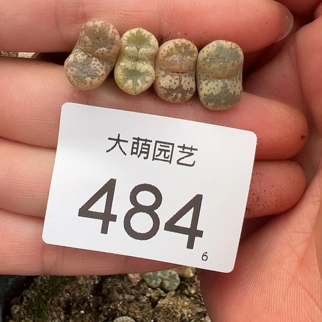 0000484量拍蕾丝蝴蝶勋章单头4颗