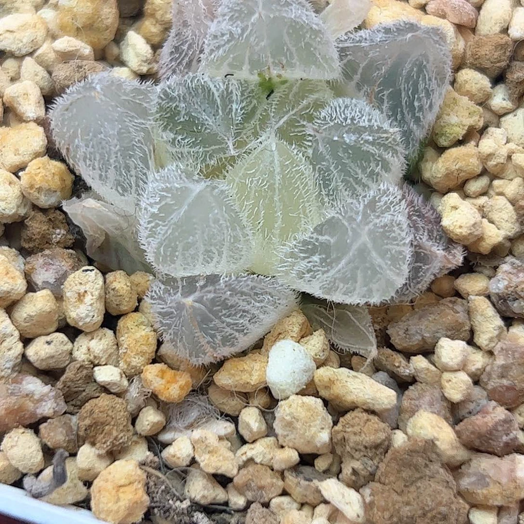 糊斑梦露十二卷多肉植物