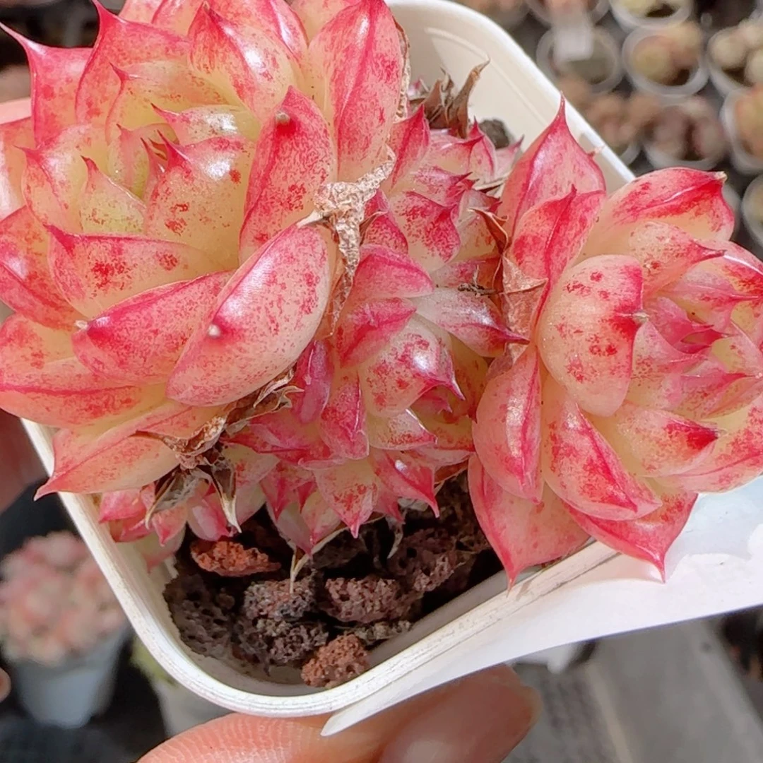 花语多肉0103-125散