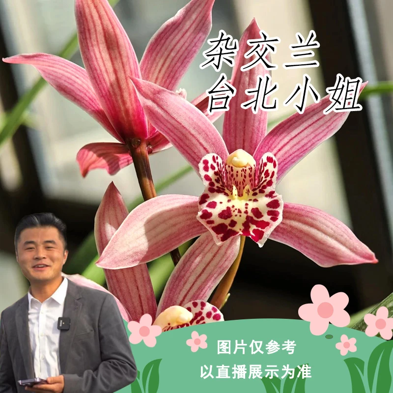 杂交兰兰花盒子花卉室内客厅茶几易养活适合新手种植