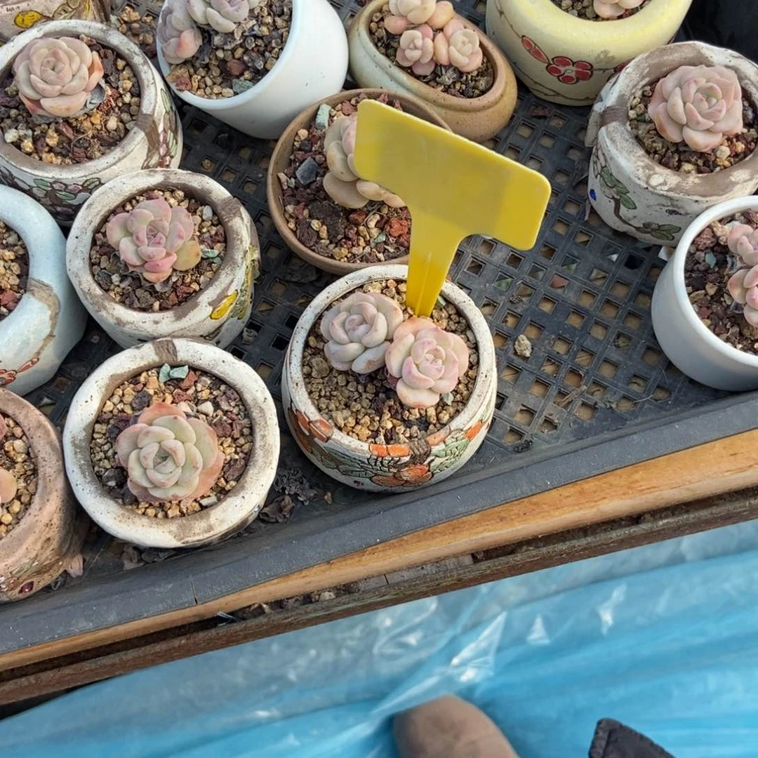 紫*多肉植物破体