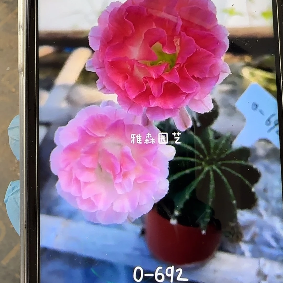 雅森692自根球6公分左右