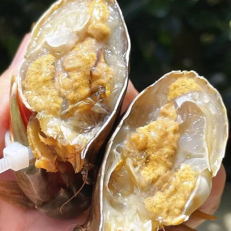 【拍3送1】红树林青蟹单只5-6两青蟹 肉蟹包活包有肉(不要放冰箱保鲜)