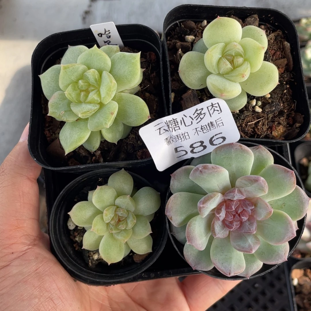 云糖心多肉植物586