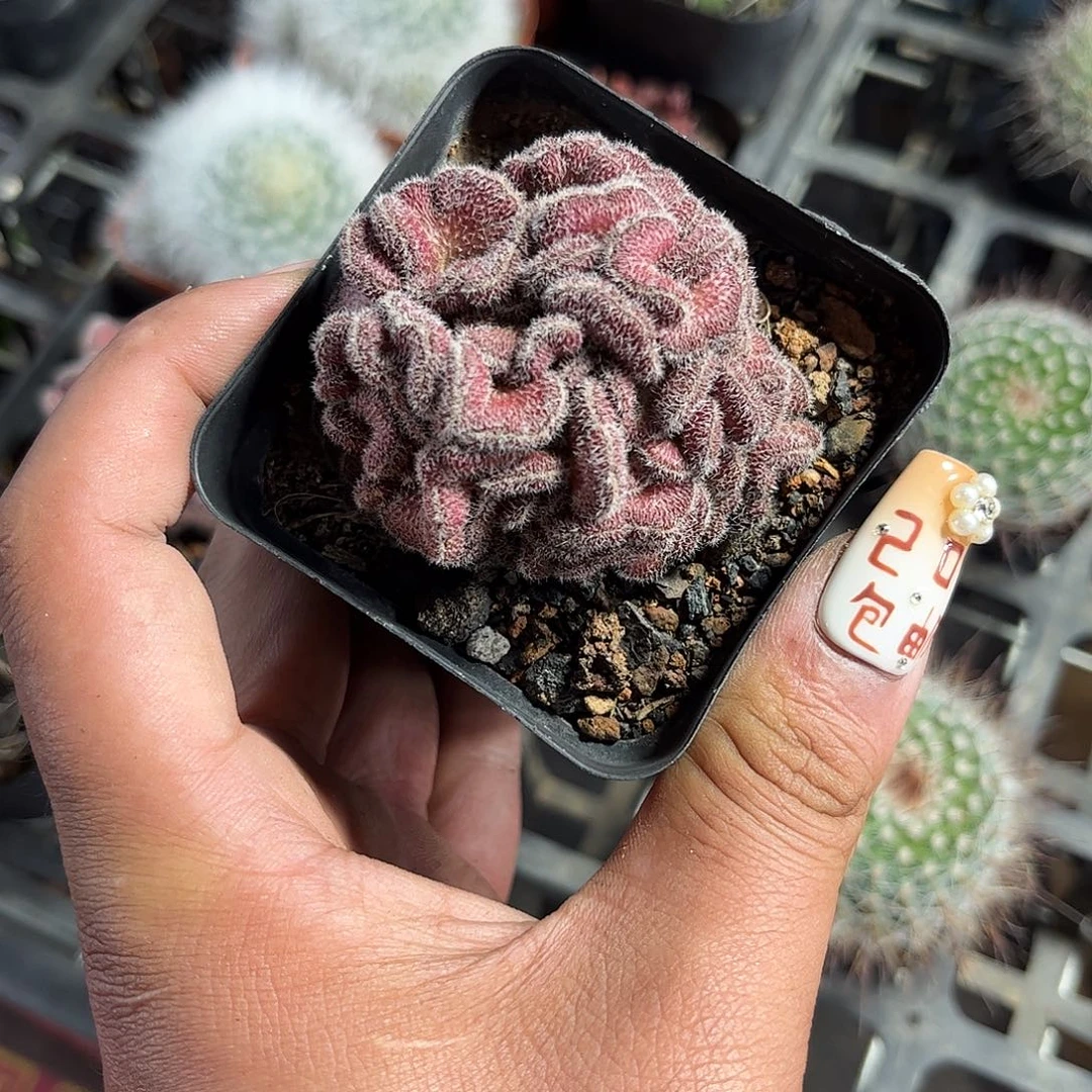 红檀缀化单头发货单头