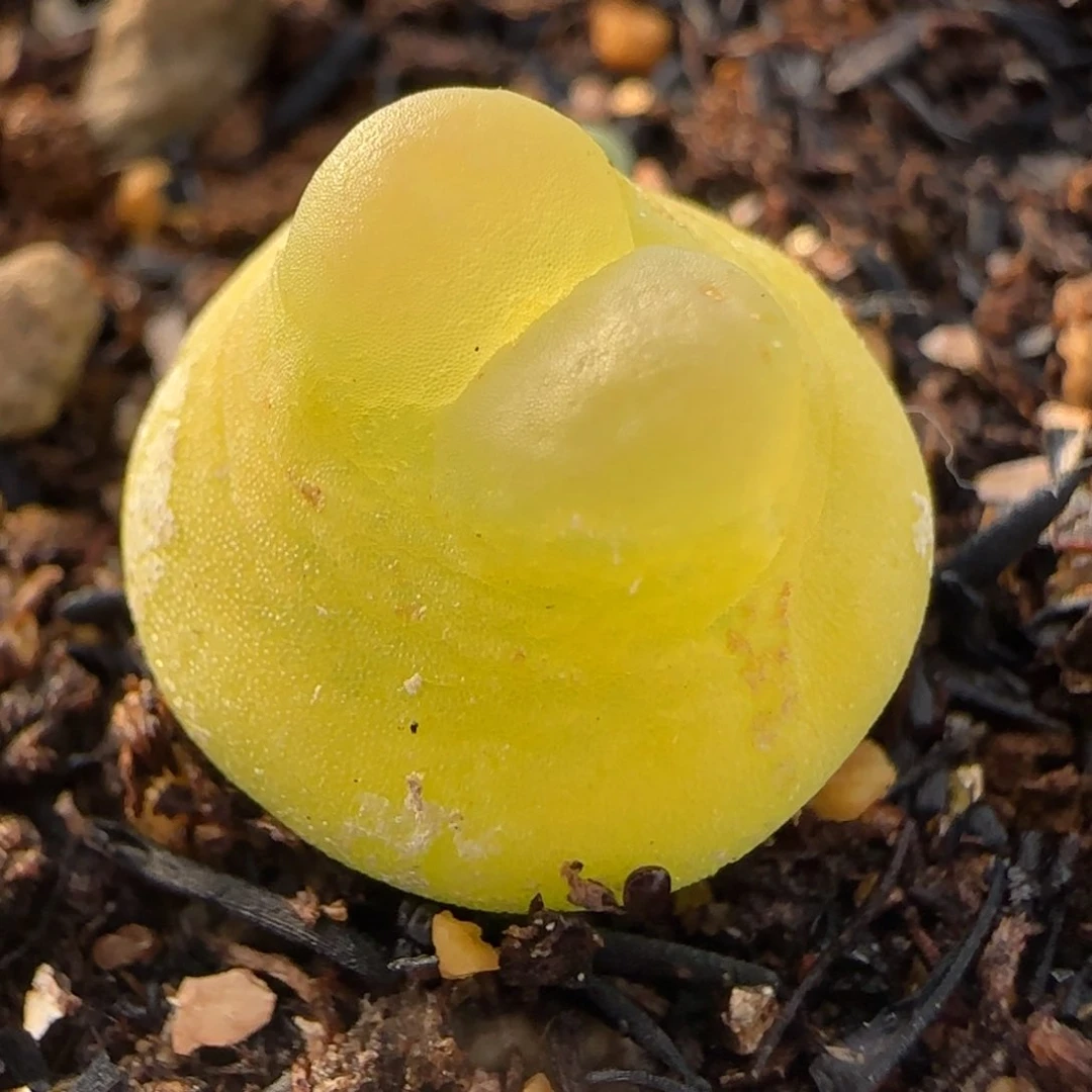 多肉植物1.6公分拉登69号链接