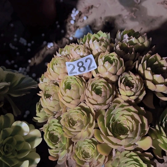 好***姨多肉植物一个红魔