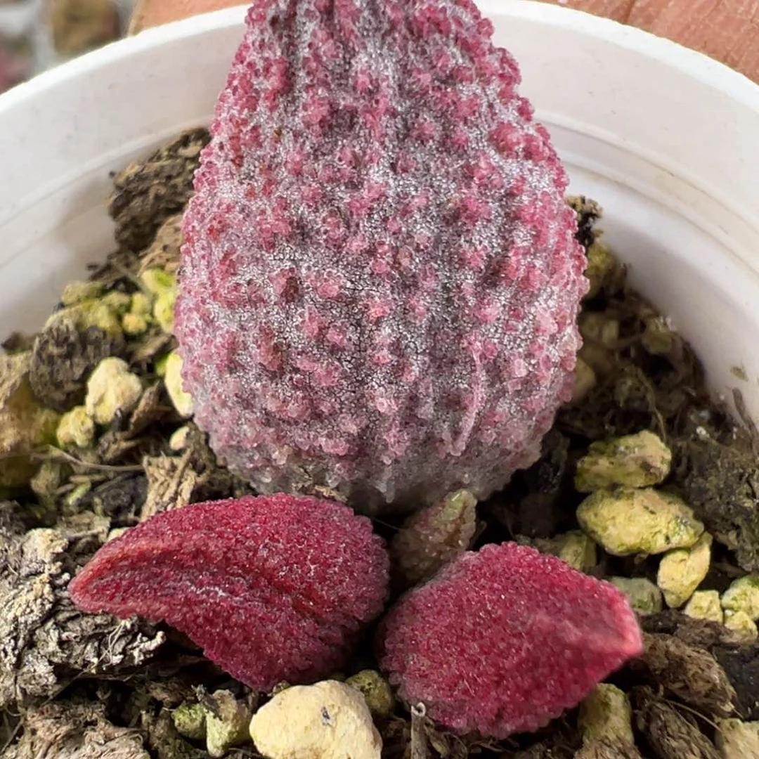 纯红哈默大苗多肉植物