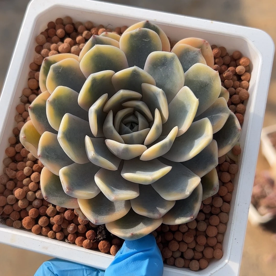 汉堡锦，覆轮锦多肉