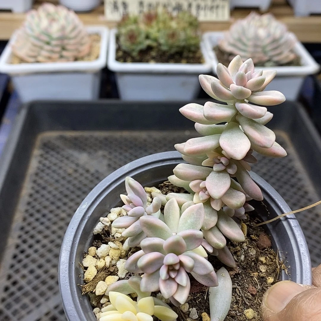 18211 姬秋丽锦自然群