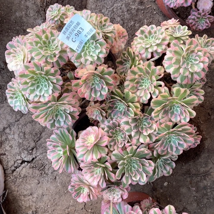 983粉铜多肉法师丛林一组