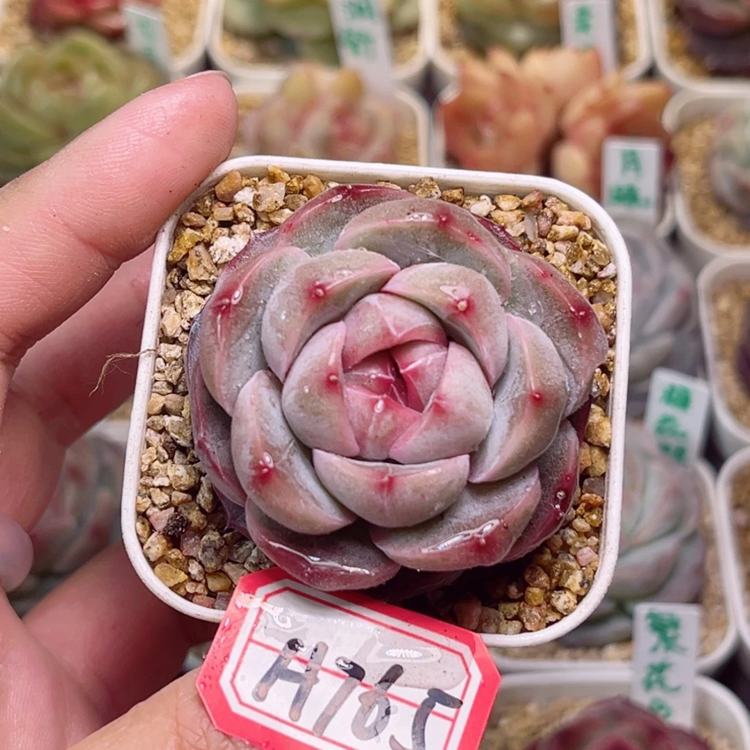 H765一物一拍 紫瞳