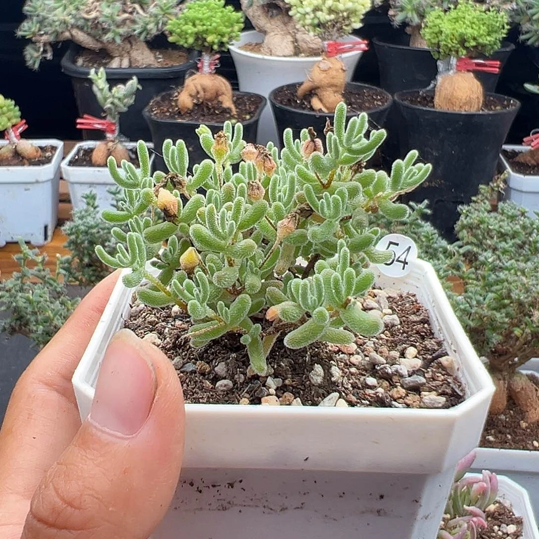 54号冰晶杂6.22多肉