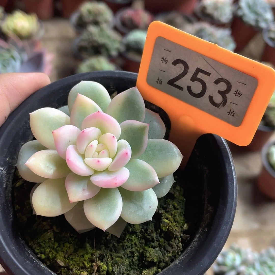 S***h253号多肉植物盆栽