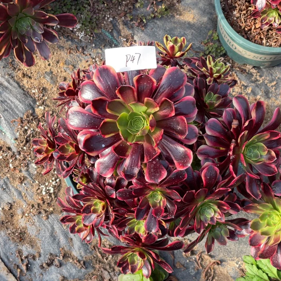 老五多肉947111111