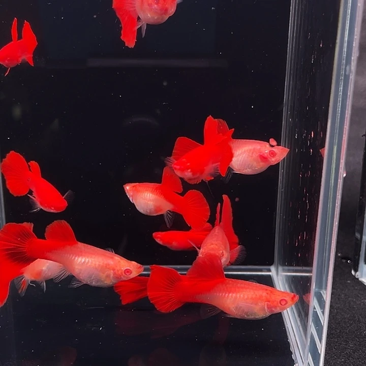 孔雀鱼血红12条有公有母