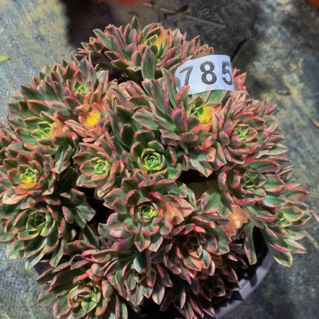 【闪购商品】785甜茶多肉