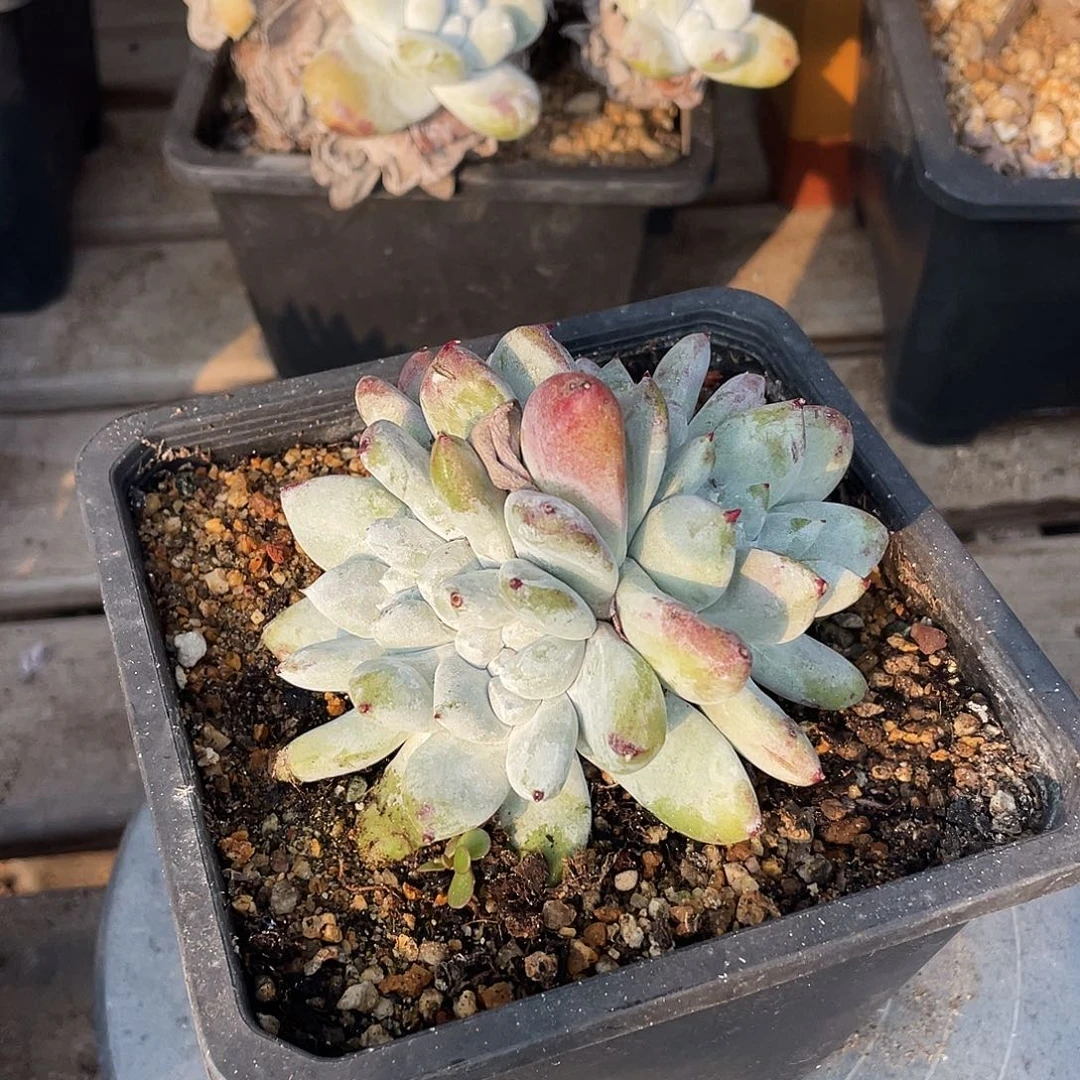 牡丹苹果叶仙女杯