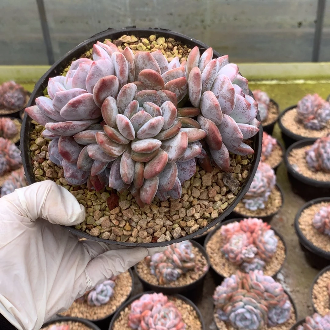 无花朵哈哈哈哈哈哈哈哈29