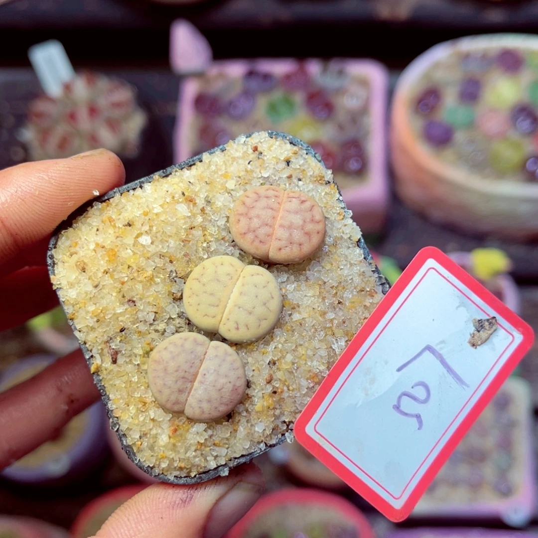 507生石花带盆发1