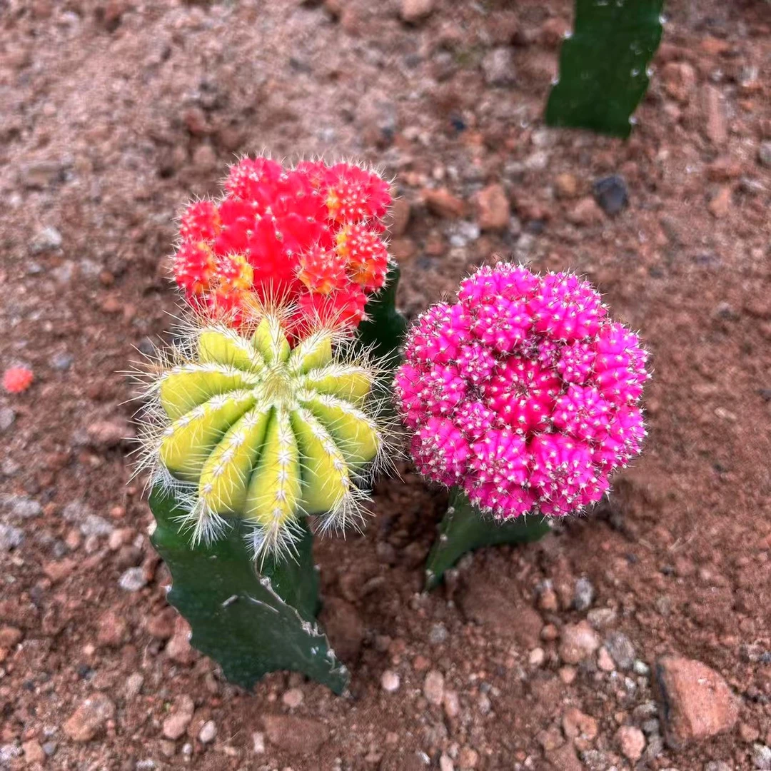 胭脂红+彩带+黄银光  仙人球夏型种绿植盆栽桌面阳台办公室摆件