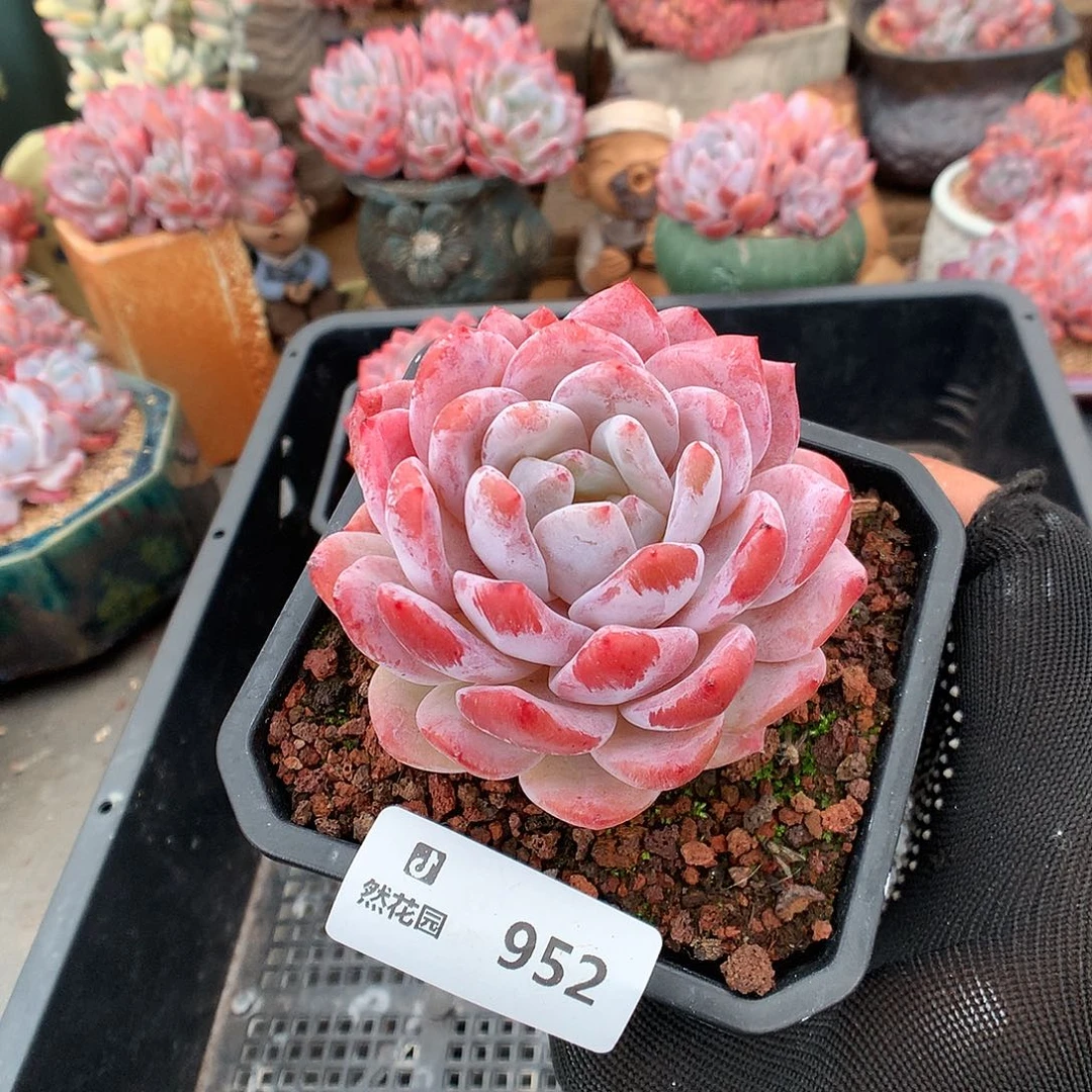 952雪天使多肉植物66666