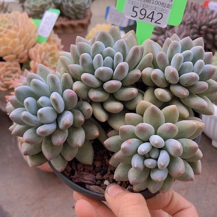 5942萝莉奶。