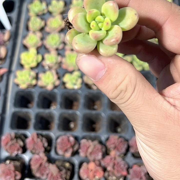 香格里拉 满10颗包邮