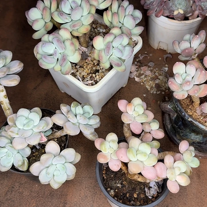 萍***2萍姐组合老桩6颗发货