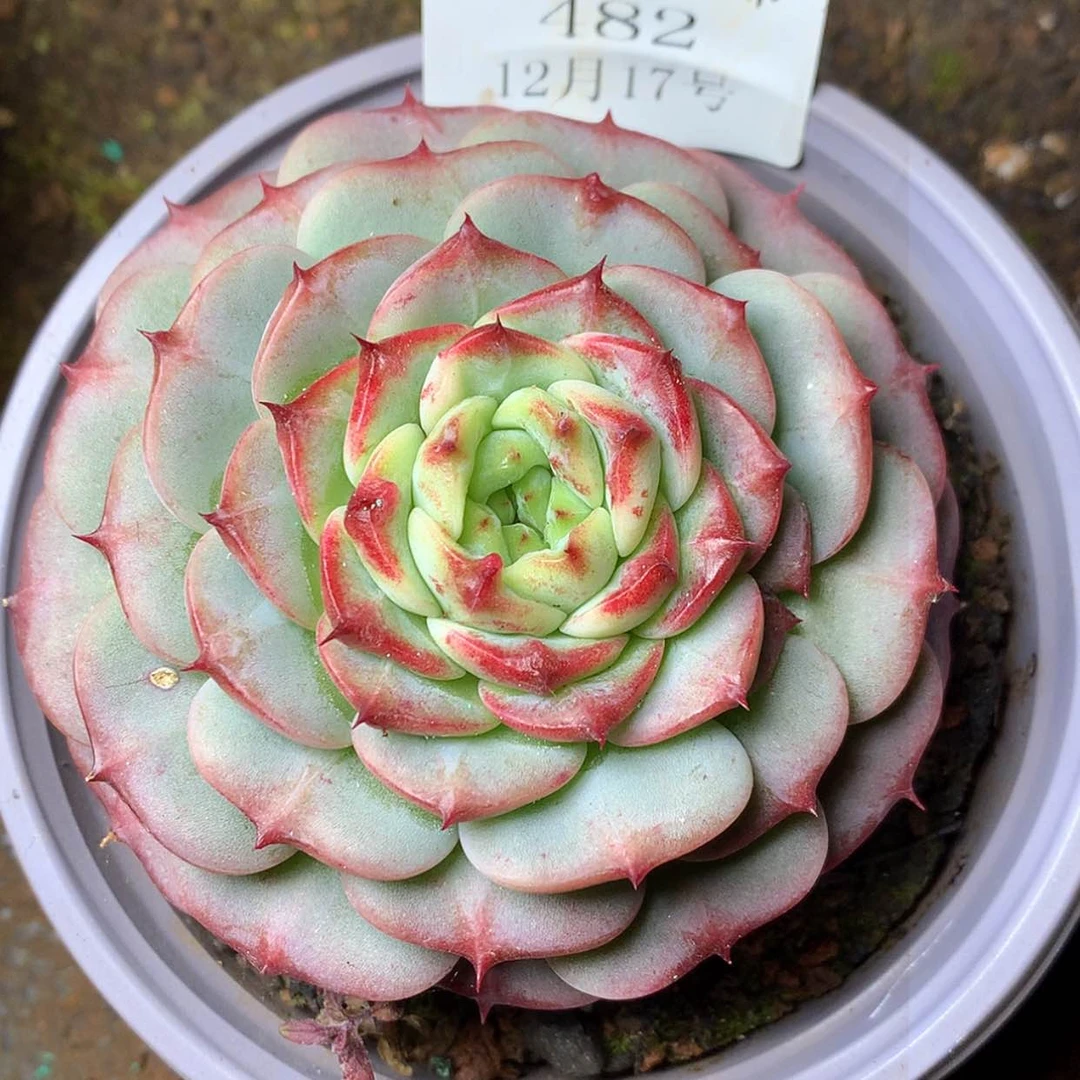 【闪购商品】云482号