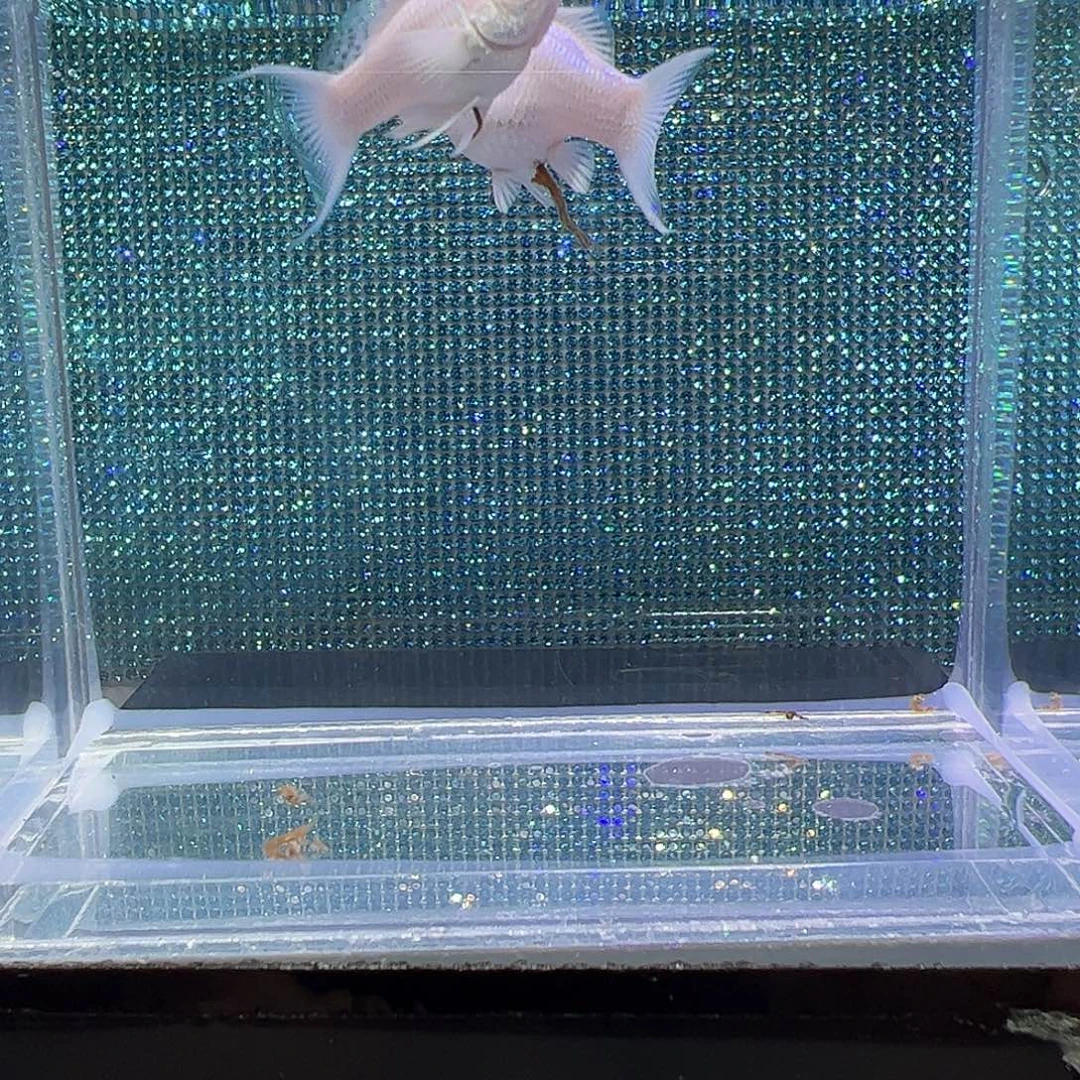 孔雀鱼瓷白红眼球