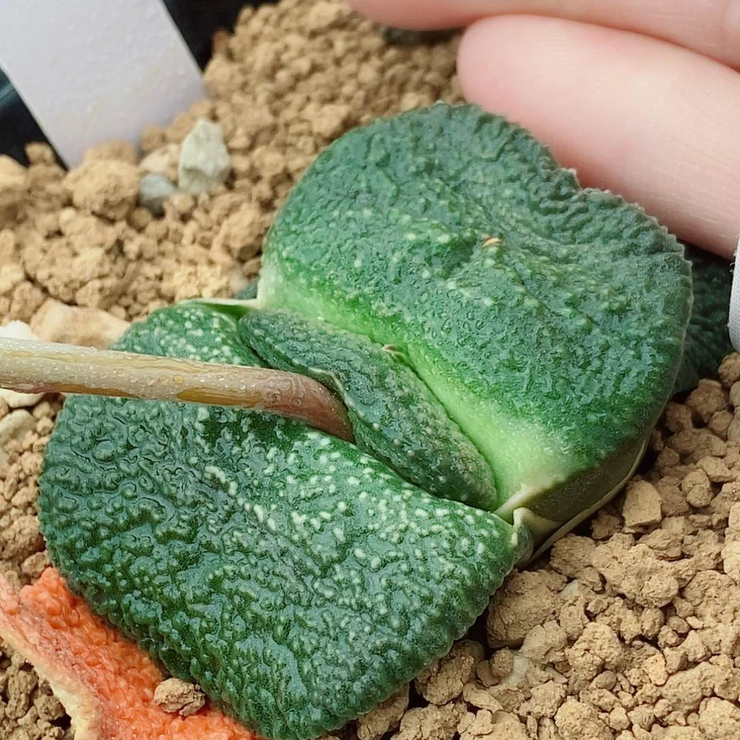 496卧牛实生特军配双面釉带盆发货