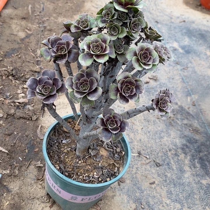 灰圆叶11多肉植物法师法师